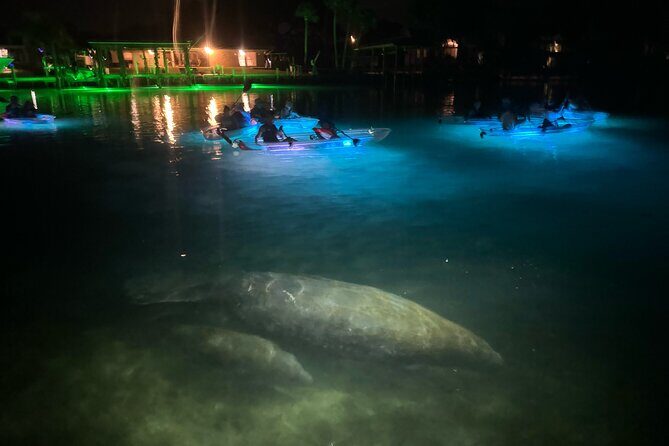 Clear Kayak Manatee Viewing Sunset and Glow Tour of Crystal River - Who Is This Tour For?