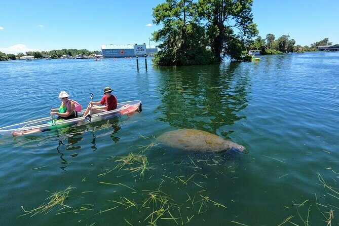 Clear Kayak Manatee Viewing Sunset and Glow Tour of Crystal River - FAQ
