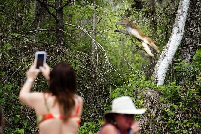 Clear Kayak or Paddleboard Manatee Adventure - An In-Depth Look at the Tour