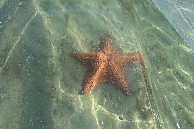 Clear Kayak Peanut Island Guided Tour Palm Beach Singer Island - What to Expect from the Itinerary