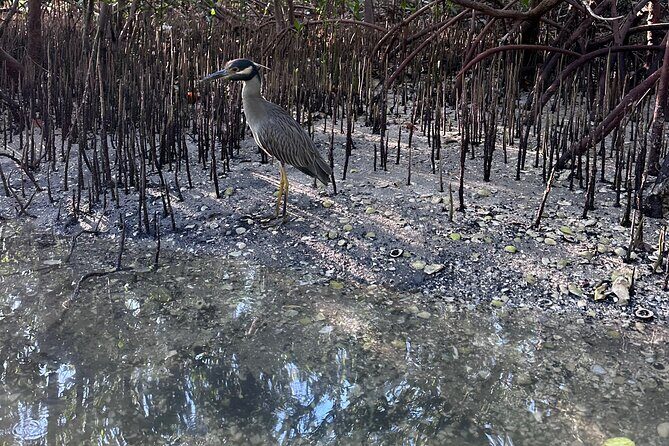 Clear Kayak RentalPeanut Island/West Palm Beach - What to Expect from the Clear Kayak Rental Experience