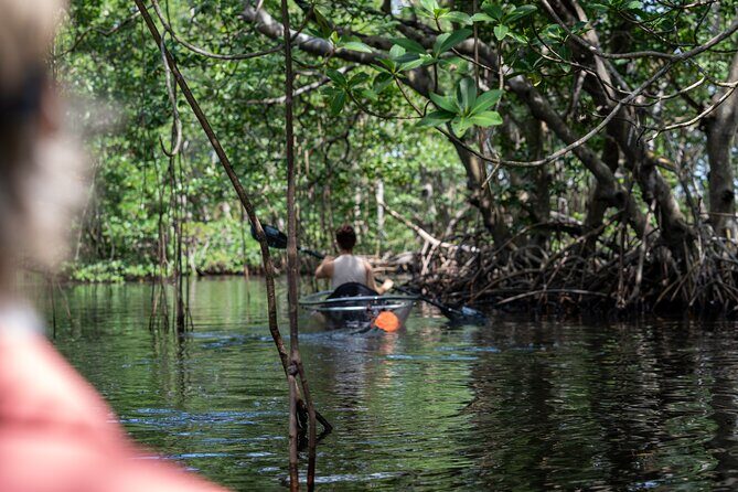 Clear Kayak Tour in North Miami Beach - Mangrove Tunnels - What to Expect on the Tour