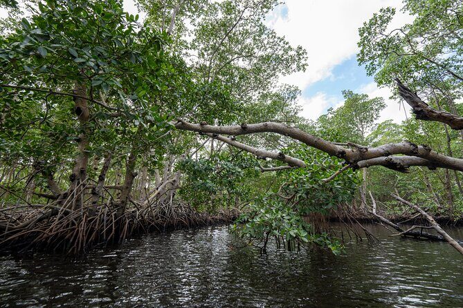 Clear Kayak Tour in North Miami Beach - Mangrove Tunnels - Who Should Consider This Tour?