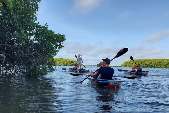 Clear Kayak Tour of Shell Key Preserve and Tampa Bay Area - Exploring the Experience in Detail