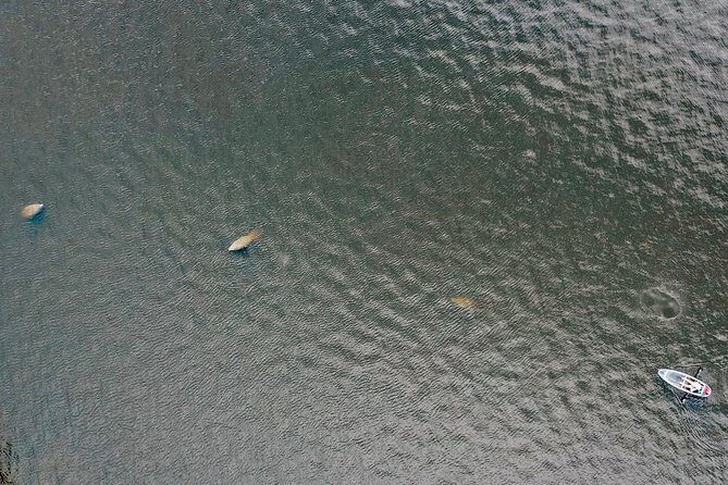 Clear Kayak Tour of Tarpon Springs | Manatee Season - Practical Details