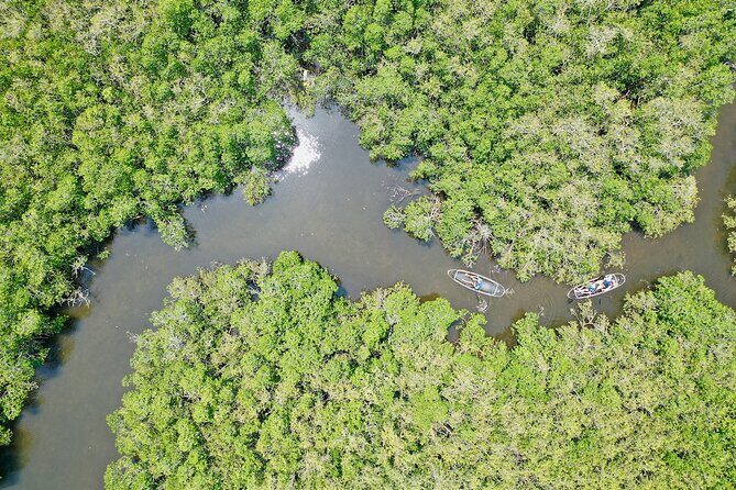 Clear Kayak Tour of Tarpon Springs Sponge Docks & Mangroves - The Sum Up