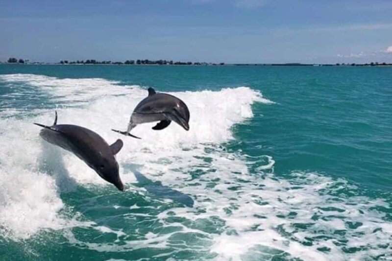 Clearwater Beach: Dolphin Excursion - Flippers Fun Boat - What to Expect on the Tour