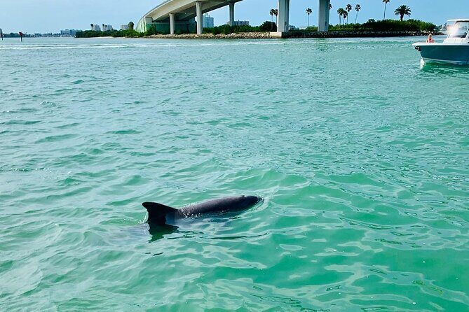 Clearwater Beach Private Pontoon Boat Tour for six - Final Thoughts