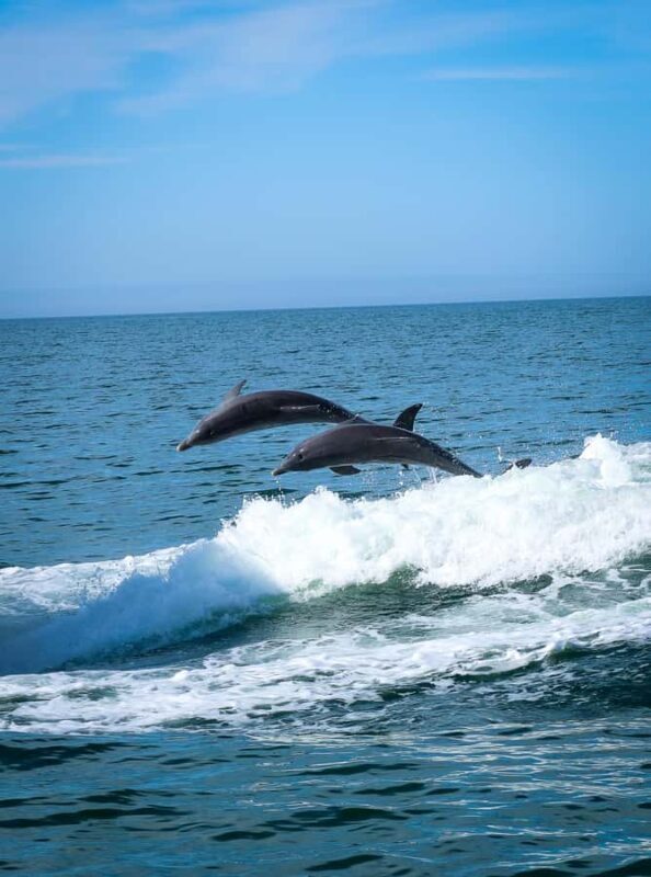Clearwater: Dolphin Cruise with an Island Adventure - The Experience of the Ride