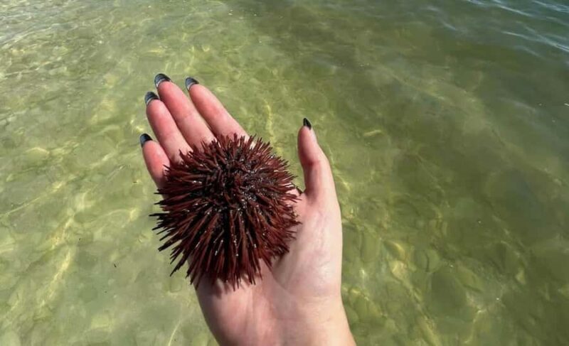 Clearwater: Dolphin Cruise with an Island Adventure - Who Should Consider This Tour?