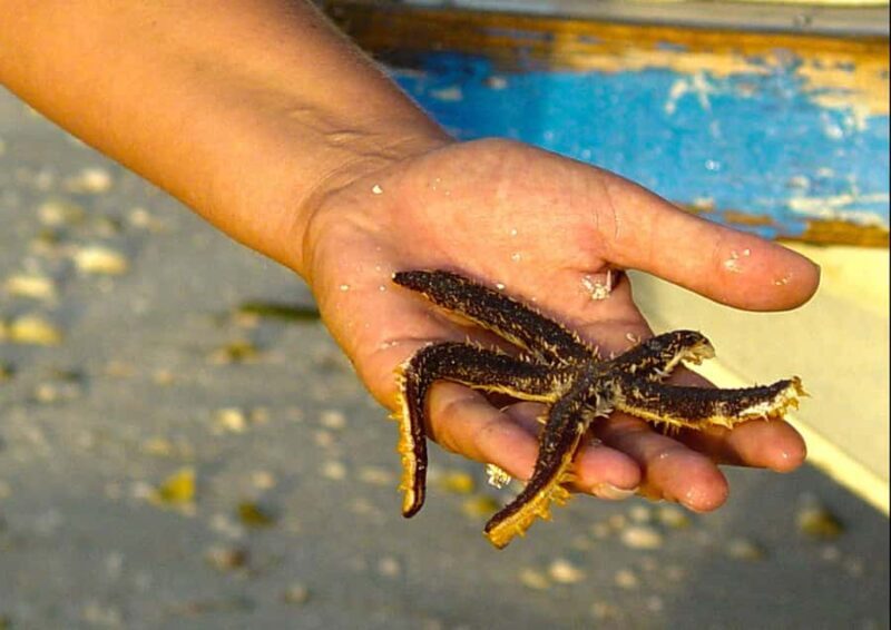 Clearwater: Dolphin Cruise with an Island Adventure - The Sum Up