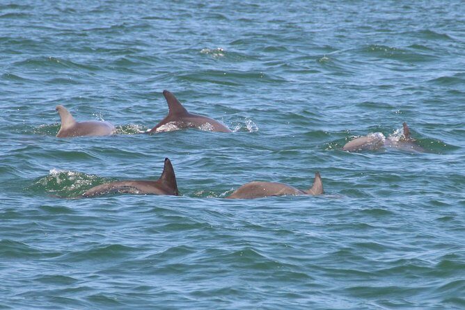 Clearwater Encounters with Dolphins Tour - Who Should Consider This Tour?