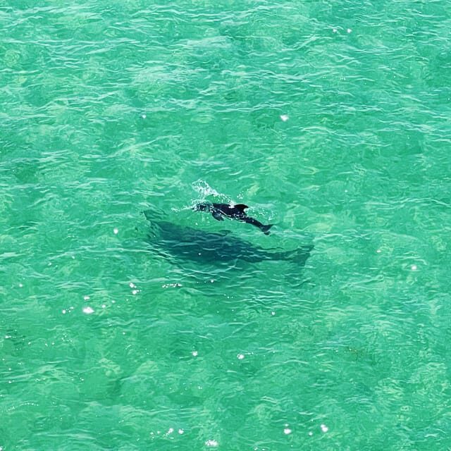 Clearwater: Guided Clear Kayaking Tour - Key Points