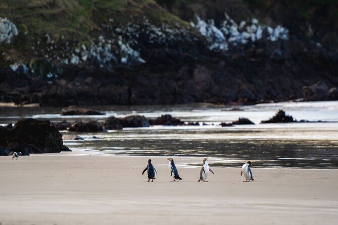 Clearwater Wildlife Tours (small group 10max) Otago Peninsula - Clearwater Wildlife Tours (small group 10max) Otago Peninsula: An Honest Look