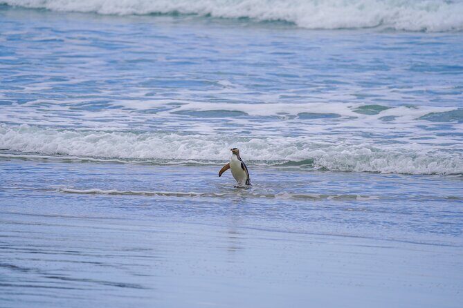 Clearwater Wildlife Tours (small group 10max) Otago Peninsula - Final Thoughts