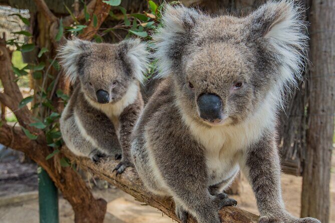 Cleland Wildlife Park Experience - from Adelaide including Mt Lofty Summit - Setting the Scene: What to Expect on This Tour