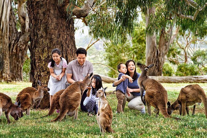 Cleland Wildlife Park Experience - from Adelaide including Mt Lofty Summit - Final Thoughts