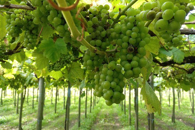 CLIFFS, GRILLED FISH and TXAKOLI WINE - Private Gastronomic Adventure - Final Thoughts