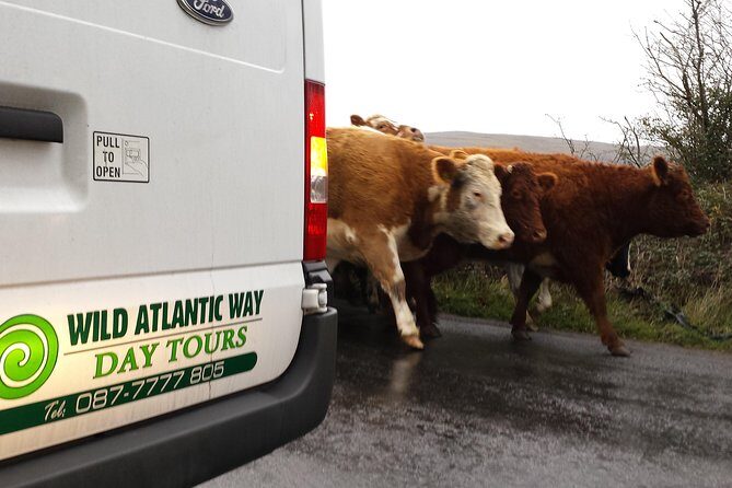 Cliffs of Moher & Burren Day Tour with a 2 hour stop at Cliffs - Value Analysis: What Youre Getting for Your Money