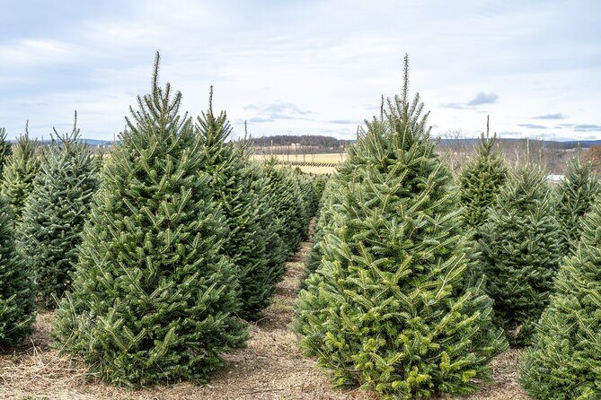 Clingmans Dome Self Guided Walking Audio Tour - Additional Considerations