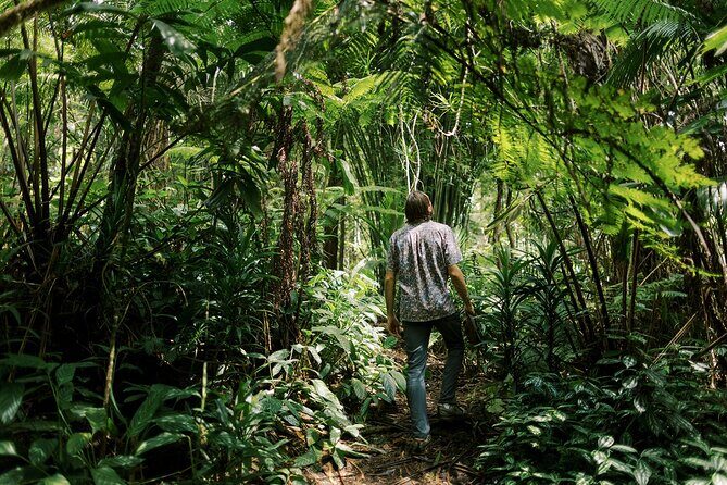 Cloud Forest Sanctuary Jungle Tour - Exploring the Cloud Forest Sanctuary Jungle Tour on the Big Island