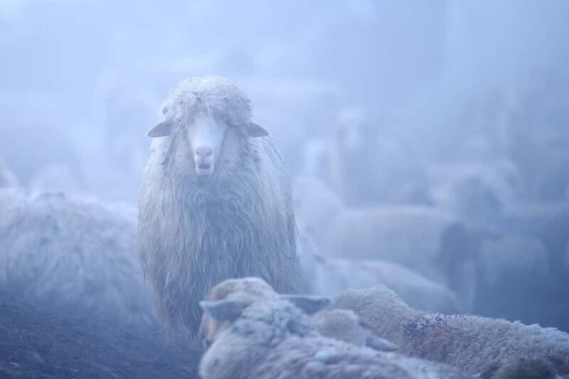 Cluj: Private Nature and Wildlife Photography Class - The Details That Matter