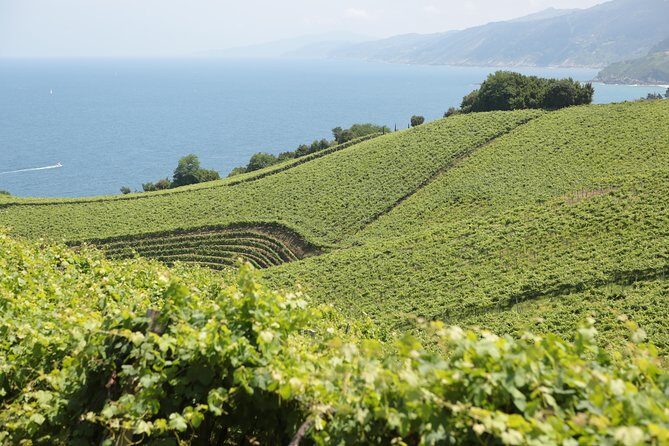 Coast, fish and txakoli wine - An In-Depth Look at the Coast, Fish and Txakoli Wine Tour