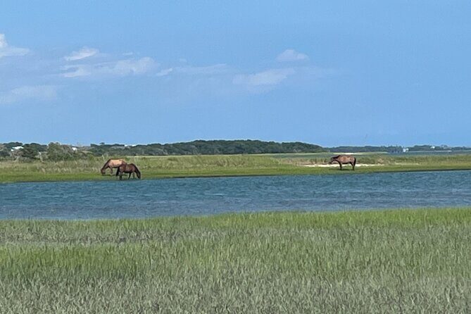 Coastal Excursion/Sunset Cruise/Sand Dollars/Sea Shells/Horses - What to Expect from the Coastal Excursion