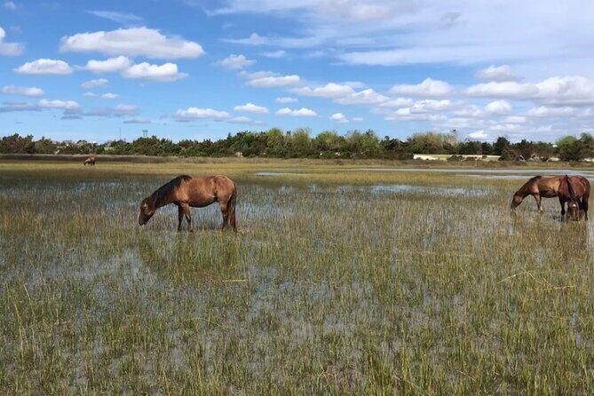 Coastal Excursion/Sunset Cruise/Sand Dollars/Sea Shells/Horses - FAQs