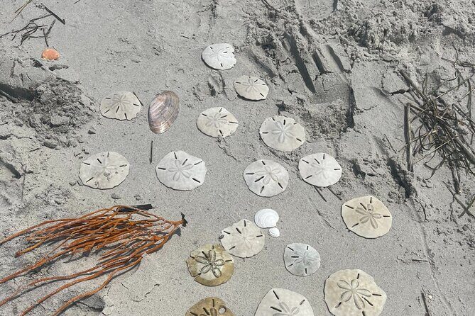 Coastal Excursion/Sunset Cruise/Sand Dollars/Sea Shells/Horses - Final Thoughts