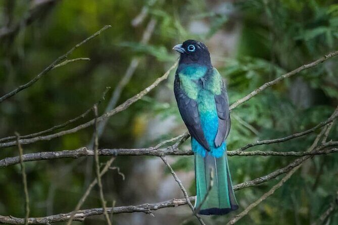 Coba and Punta Laguna Guided Birdwatching Private Tour - An In-Depth Look at the Tour: What to Expect