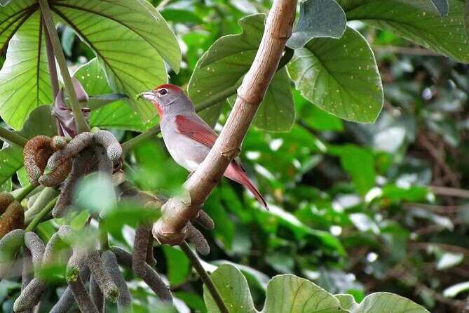 Coba and Punta Laguna Guided Birdwatching Private Tour - Who Should Consider This Tour?