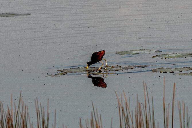 Coba and Punta Laguna Guided Birdwatching Private Tour - Final Thoughts