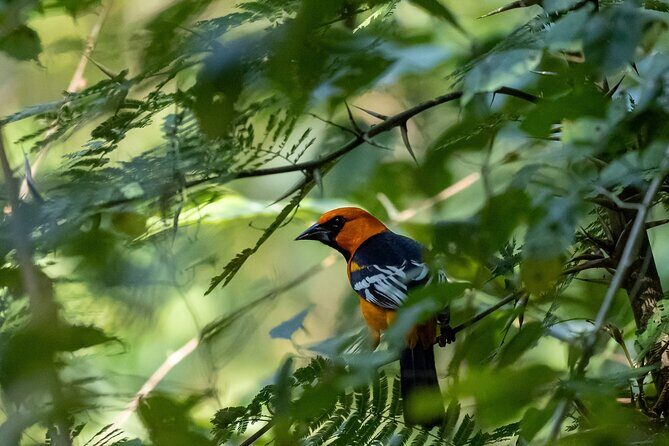 Coba and Punta Laguna Guided Birdwatching Private Tour - FAQ