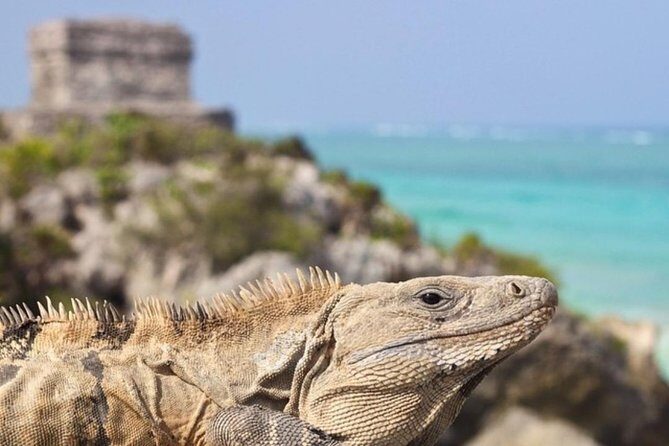 Coba, Tulum & Cenote swim - An In-Depth Look at the Itinerary