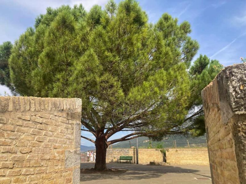 Cobblestones Tour Pamplona: Immersive Medieval Tour English - FAQ About the Cobblestone Tour Pamplona