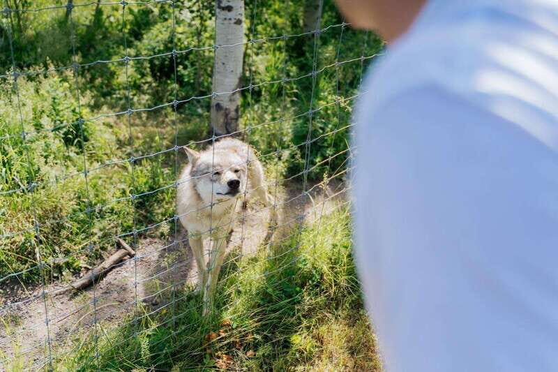 Cochrane: Yamnuska Wolfdog Sanctuary Tour - The Setting and Atmosphere