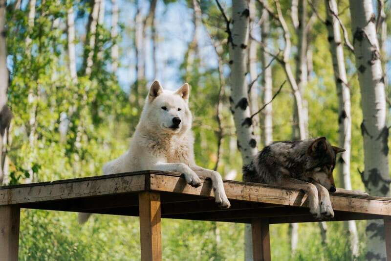 Cochrane: Yamnuska Wolfdog Sanctuary Tour - Final Thoughts