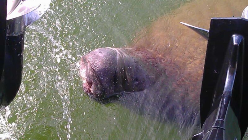 Cocoa Beach Dolphin and Wildlife Tour - The Itinerary and What to Expect