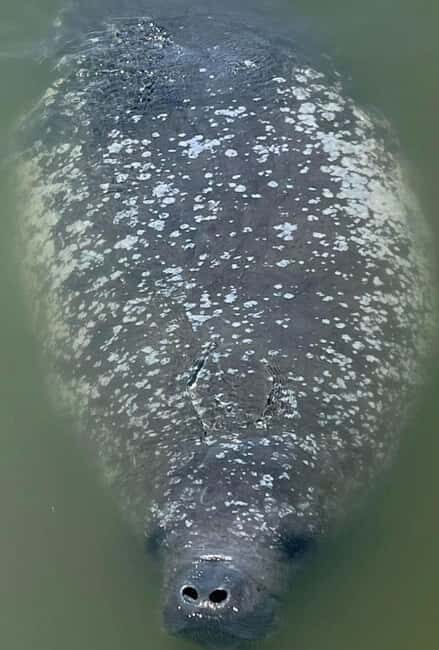 Cocoa Beach Dolphin and Wildlife Tour - Final Thoughts