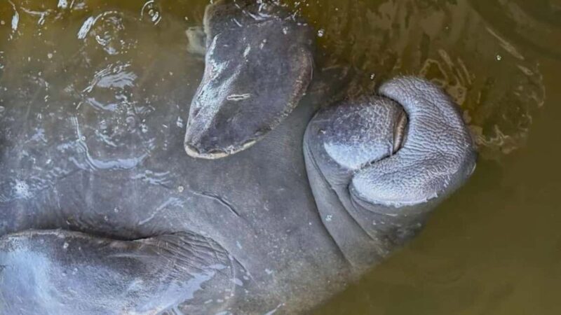 Cocoa Beach: Dolphin & Manatee Pontoon Cruise - FAQ