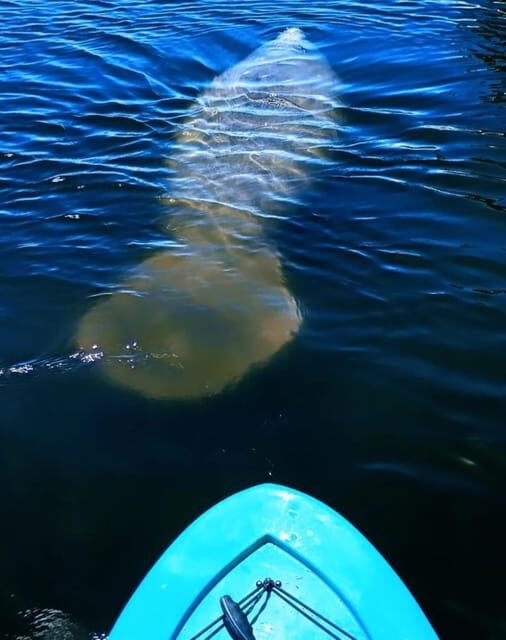 Cocoa Beach/Merritt Island: Guided Dolphin and Manatee Tour - The Value of the Experience