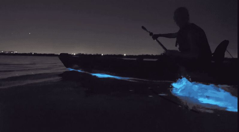 Cocoa Beach/Merritt Island:Bioluminescent kayak tour - The Experience: What It’s Like to Kayak Under the Stars