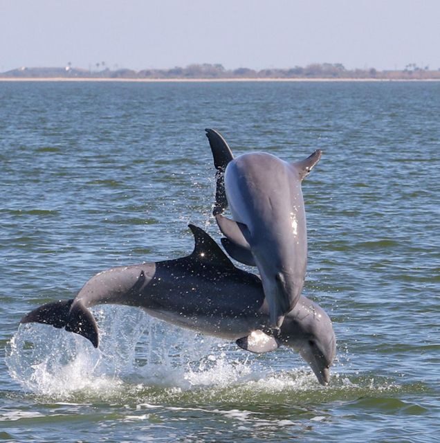 Cocoa Beach: Private 2-Hour Dolphin Sightseeing Tour - Final Thoughts