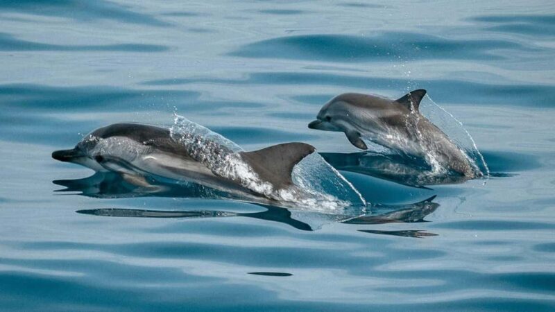 Cocoa Beach: Private Pontoon Sunset Cruise - FAQ