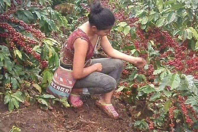 Coffee Plantation Experience - The Sum Up