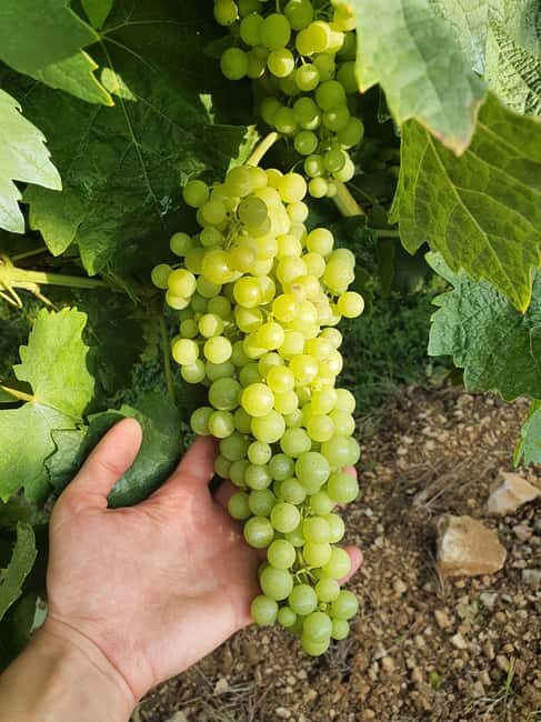 Cognac : Visit to a producer and food-pairing around his Cognacs - Key Points