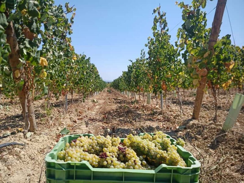 Coimbra: Bairrada Food Tour - A Closer Look at the Bairrada Food Tour