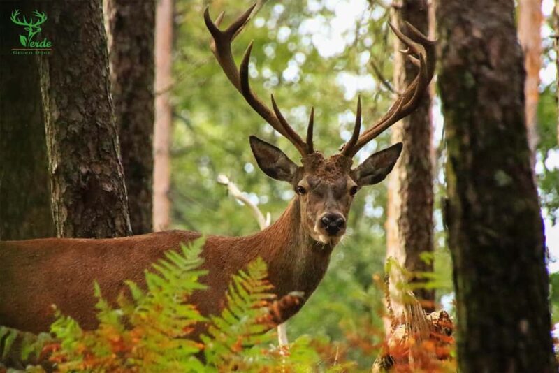 Coimbra: Lousã Mountain 4x4 Tour with Deer Watching - What to Expect from the Lousã Mountain 4x4 Tour