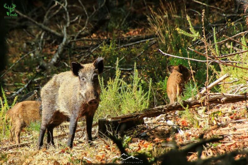 Coimbra: Lousã Mountain 4x4 Tour with Deer Watching - FAQs